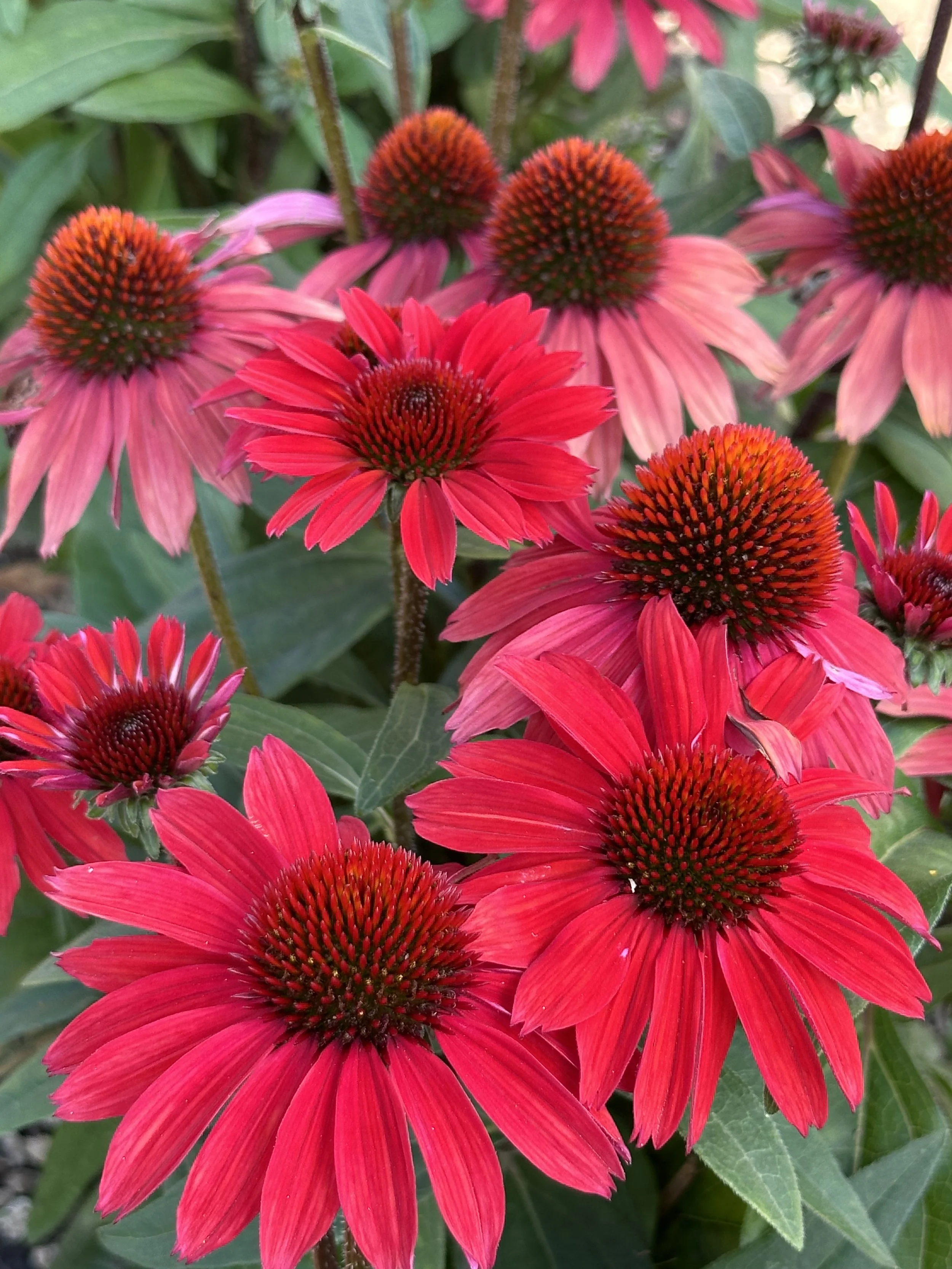 Culture Guides I-Z | Discover Plant Guides Today — ThinkPlants